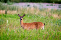 _7200290-Edit.jpg