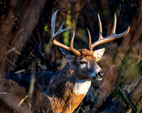 Deer Rut