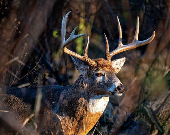 Z62_0442-Edit.jpg