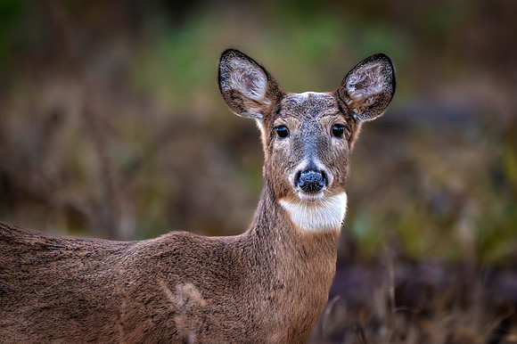 Z62_0734-Edit.jpg