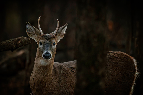 Z62_0746-Edit.jpg