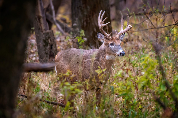 Z62_1149-Edit.jpg
