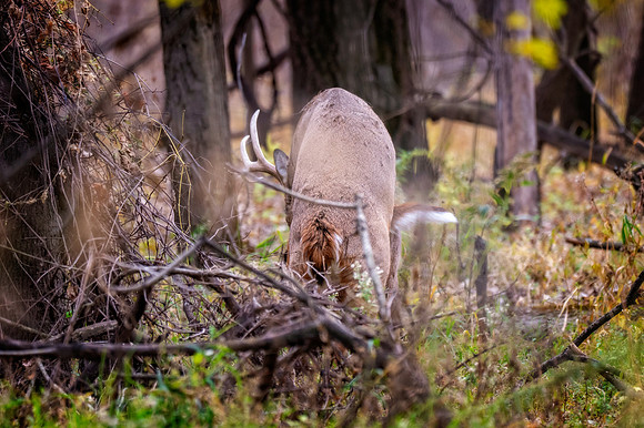 Z62_1104-Edit.jpg