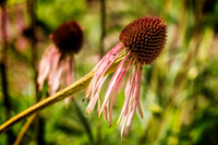 _DSC5428-Edit.jpg