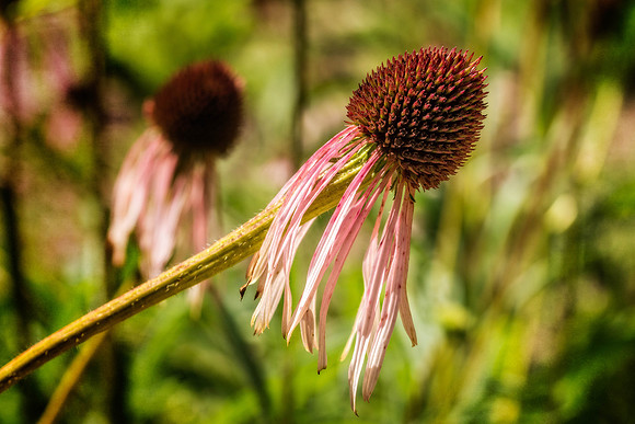 _DSC5428-Edit.jpg