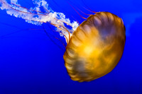 01,SE084,DP,Jelly_Fish.jpg