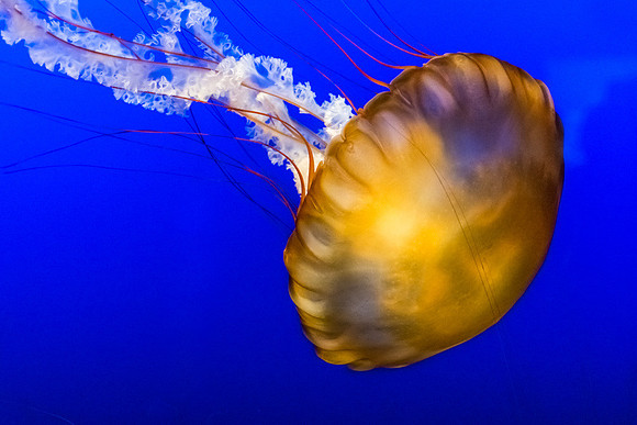 01,SE084,DP,Jelly_Fish.jpg