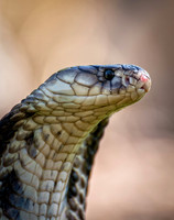 Alert Cobra.jpg