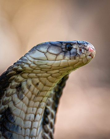 Alert Cobra.jpg