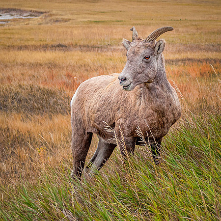 03,SE084,DN,Badlands_Bighorn.jpg