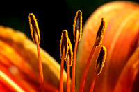 Pollen on Stamen.jpg
