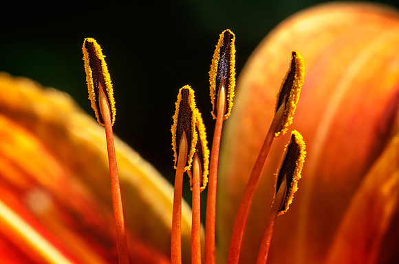 Pollen on Stamen.jpg