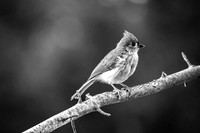 01,SE084,DB,Tufted_Tit_Mouse.jpg