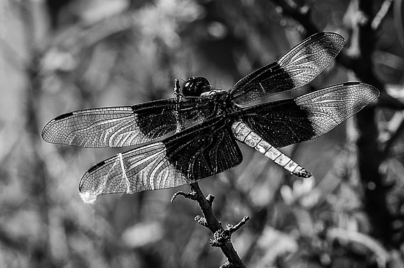 Dragonfly Escape.jpg