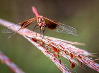Meadowhawk Dragonfly.jpg