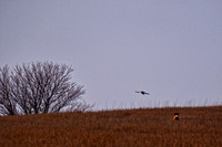 Pheasants Forever Youth Mentor Hunt 2012