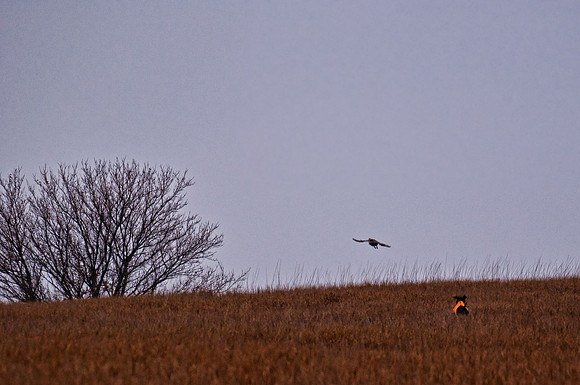Pheasants Forever Youth Mentor Hunt 2012