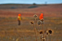 Pheasants Forever Youth Mentor Hunt 2012