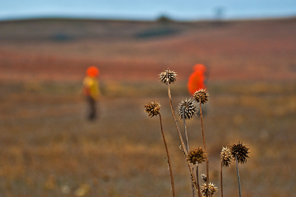 Pheasants Forever Youth Mentor Hunt 2012