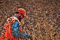 Pheasants Forever Youth Mentor Hunt 2012