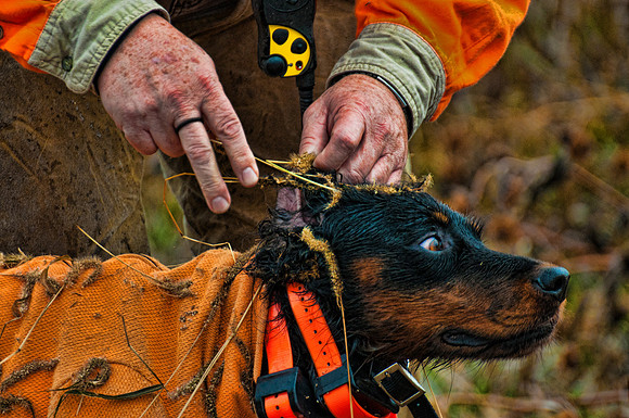 Pheasants Forever Youth Mentor Hunt 2012