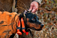 Pheasants Forever Youth Mentor Hunt 2012