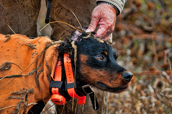 Pheasants Forever Youth Mentor Hunt 2012