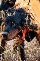 Pheasants Forever Youth Mentor Hunt 2012