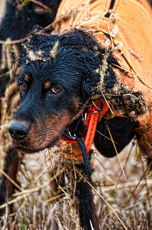Pheasants Forever Youth Mentor Hunt 2012