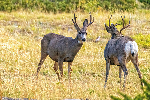 _DSC0152-Edit-Edit.jpg