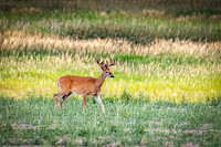 _7200281-Edit.jpg