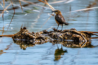 Z62_3656-Edit-Edit.jpg