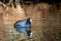 Z62_3597-Edit.jpg