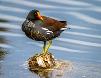 Z62_3617-Edit.jpg