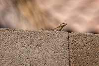 Z62_4182-Edit.jpg