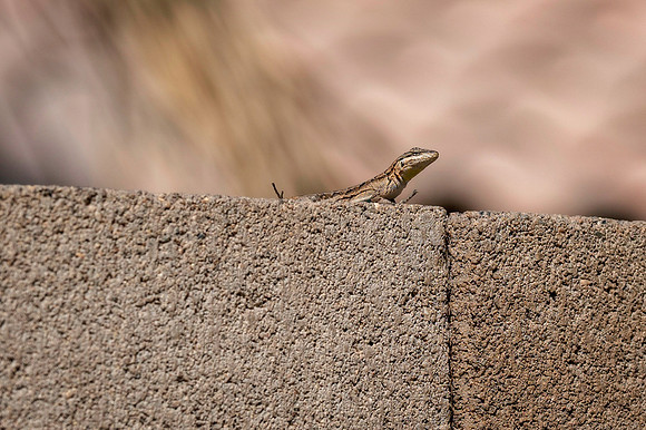 Z62_4182-Edit.jpg