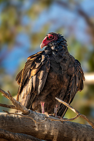 Z62_3422-Edit.jpg