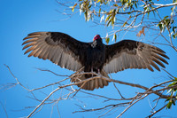 Z62_3416-Edit.jpg