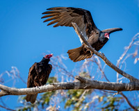 Z62_3469-Edit.jpg