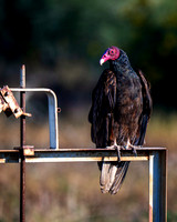 Z62_3426-Edit.jpg