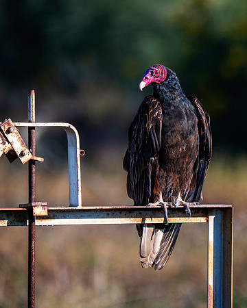 Z62_3426-Edit.jpg