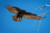 Z62_3550-Edit.jpg