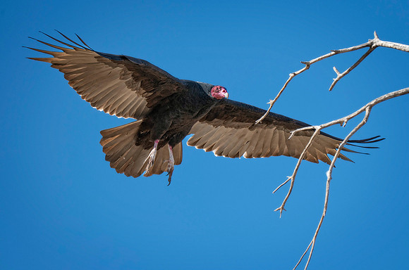 Z62_3550-Edit.jpg