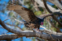Z62_3499-Edit.jpg