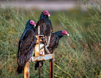 Z62_3434-Edit.jpg