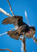 Z62_3535-Edit.jpg