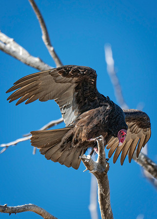 Z62_3535-Edit.jpg