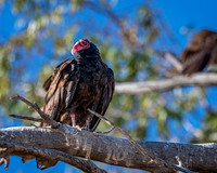 Z62_3413-Edit.jpg