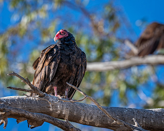 Z62_3413-Edit.jpg