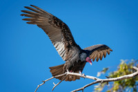 Z62_3557-Edit.jpg